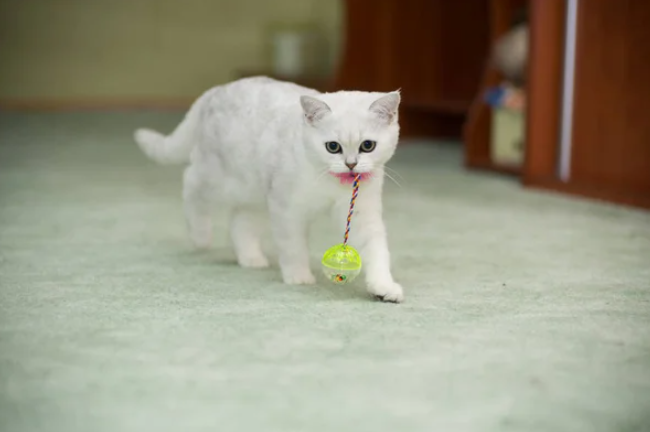 Giochini per gattini